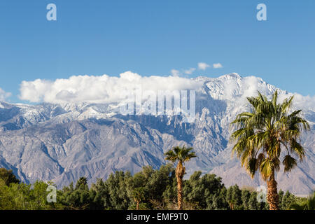 the contrast of winter in California. warm palm trees in the valley and snow in the high mountains Stock Photo