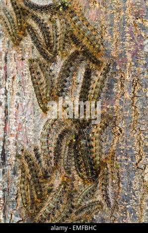 https://l450v.alamy.com/450v/emfbhc/white-cedar-moth-caterpillars-on-the-bark-of-the-white-cedar-emfbhc.jpg