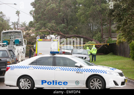 Sydney, Australia. 21st Apr, 2015. In Avalon Beach suburb on Sydney's Northern Beaches fallen trees and telegraph poles block roads and cause significant damage to property, New South Wales police and police car attend the scene  Credit:  martin berry/Alamy Live News Stock Photo