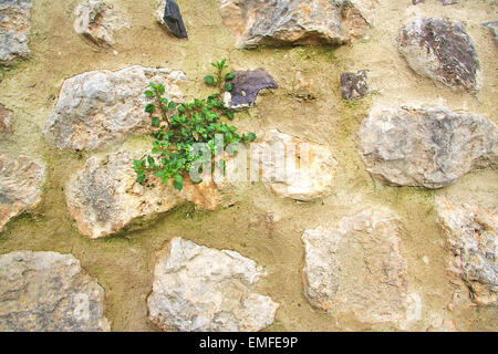 Old stone rock wall with small green flowers growing on it Stock Photo