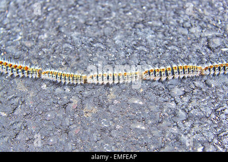 Oak processionary caterpillars or Thaumetopoea processionea on spring Stock Photo