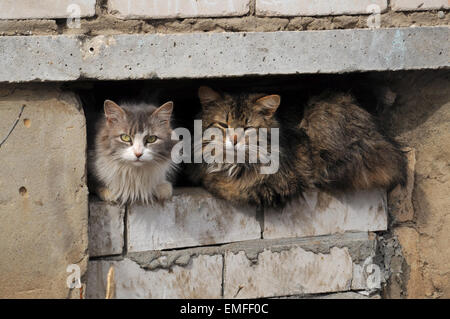 Two cats sitting on a basement window. Stock Photo