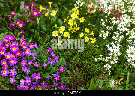 Primula vulgaris, primrose, different colored plants Stock Photo