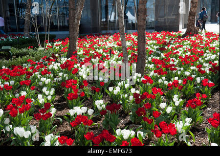 Tulips blooming at Brookfield Place in Battery Park City. April 18, 2015 Stock Photo