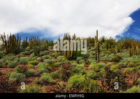The multi armed organ pipe cactus thrive only along Arizona's southern most border with Mexico in Organ Pipe National Monument. Stock Photo
