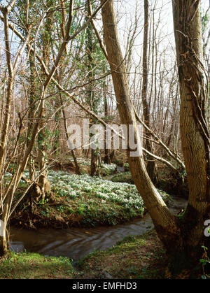 Snowdrops growing in coppiced ash and alder woodland beside a chalk stream. Gospel Green, West Sussex. Stock Photo