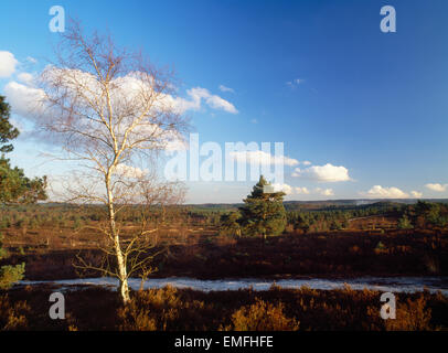 Frensham Common looking eastwards across heathland in low afternoon light with birch tree in foreground. Stock Photo