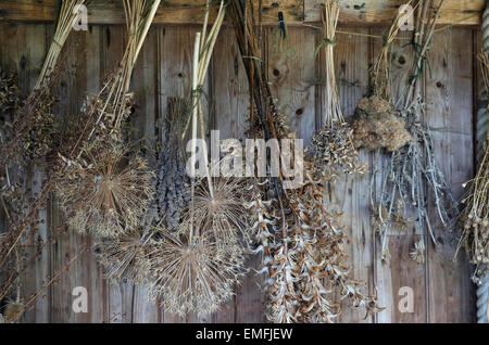 dried plants hanging from weathered timber shed Stock Photo