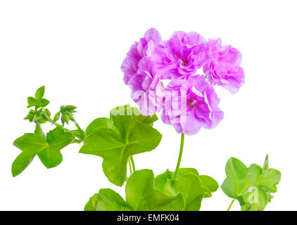 beautiful blooming purple geranium flower with green leaves is isolated on white background. Pelargonium peltatum Stock Photo