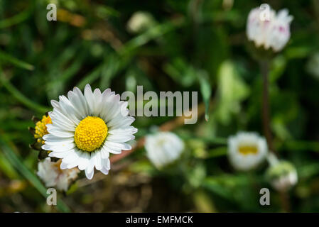 daisies on the field Stock Photo