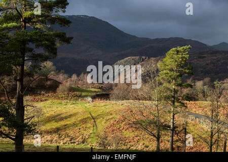 Tarn Hows with the Coniston Fells in the distance, Lake District National Park, Cumbria, England UK Stock Photo