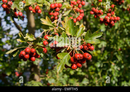 Half mature red sloe berries over green background, Badajoz, Spain Stock Photo