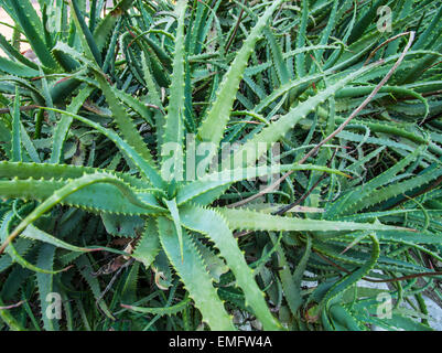 Wild aloe vera plant. Nature background. Stock Photo