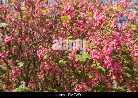 Delicate soft flowers of red pink currant shrub redflower bush in sunshine with masses of attractive bright pink flowers Stock Photo
