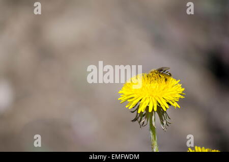 Bee collecting pollen from a yellow flower Stock Photo