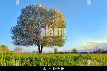 Blooming single  cherry tree in morning time Stock Photo