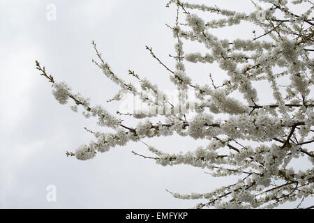 Lodon, UK. 19th Apr, 2015. UK weather. Cherry blossom on trees in April in London, UK. Due to sunny days and cold nights, the season for the flowering trees has been extended longer than is usual. Credit:  Michael Kemp/Alamy Live News Stock Photo