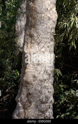 Tiger scratch marks on a tree trunk Kanha National Park Madhya Pradesh India Stock Photo