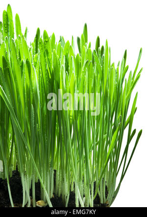 green grass with water drops isolated on a white background Stock Photo ...