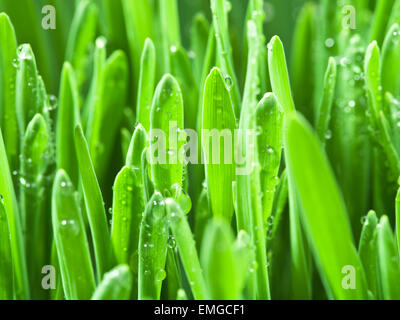 Green grass covered with water drops background Stock Photo - Alamy
