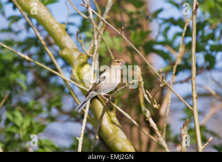 A female Common chaffinch (Fringilla coelebs) in a tree Stock Photo