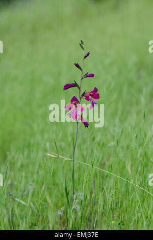 Field gladiolus, Gladiolus Italicus, common sword-lily, in green grass field in spring, Andalusia, Spain. Stock Photo