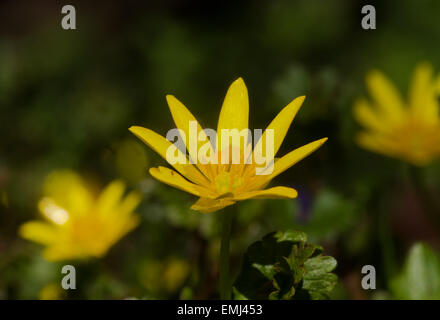 The yellow flowers of Lesser celandine (Ficaria verna) in early spring. Stock Photo