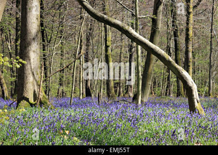 Gomshall, Surrey, England, UK. 21st April 2015. A carpet of early flowering bluebells in woodland on the North Downs between Dorking and Guildford. The vibrant blue flowers growing beneath the mature beech trees, look spectacular when illuminated by the bright sunshine of a fine Spring day. Credit:  Julia Gavin UK/Alamy Live News Stock Photo