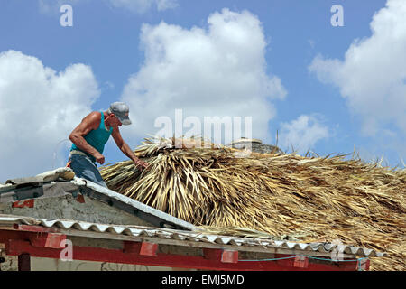 Elderly man works on a straw roof of a Beach house on the beach at Zapata Peninsula Cuba Stock Photo