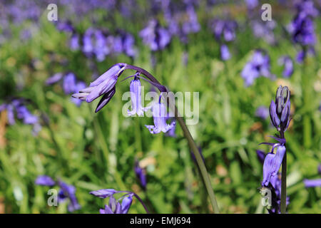 Gomshall, Surrey, England, UK. 21st April 2015. A carpet of early flowering bluebells in woodland on the North Downs between Dorking and Guildford. The vibrant blue flowers growing beneath the mature beech trees, look spectacular when illuminated by the bright sunshine of a fine Spring day. Credit:  Julia Gavin UK/Alamy Live News Stock Photo