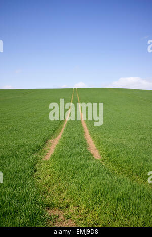 Tractor tracks on a green wheat field in the English Countryside Stock Photo