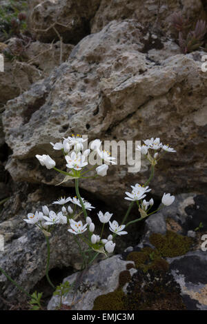 Allium spec. or False Garlic, growing on along the rocky shores of Malta, Mediterranean Sea island. Stock Photo