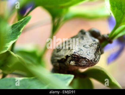 Tree frog up close hanging on a green vine with purple flowers in background. Stock Photo