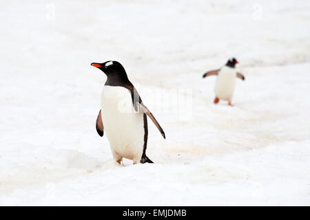 Gentoo penguins returning from sea walking up penguin track Peterman Island Antarctic Peninsular Antartica
