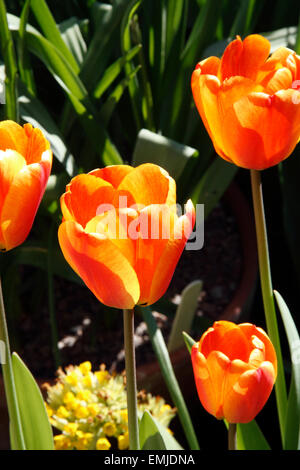 Orange tulips at the Botanic Garden in Oxford, England Stock Photo