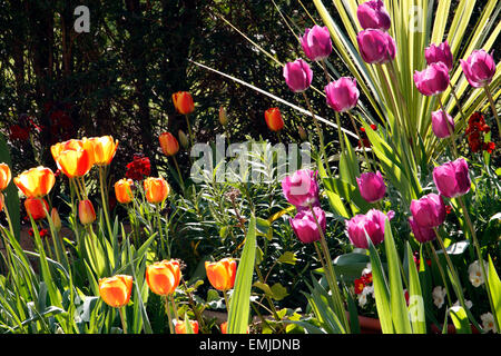 Orange and purple tulips at the Botanic Garden in Oxford, England Stock Photo