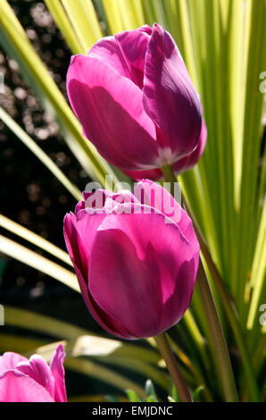 Purple tulips at the Botanic Garden in Oxford, England Stock Photo