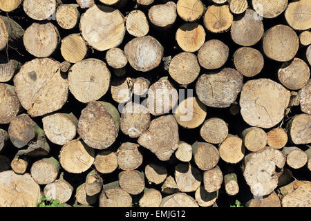 Log pile in woodland Surrey England UK Stock Photo