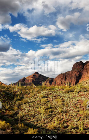 Organ pipe cactus flourish on sunny south facing hillsides in Arizona's Organ Pipe  National Monument and the Sonoran Desert. Stock Photo