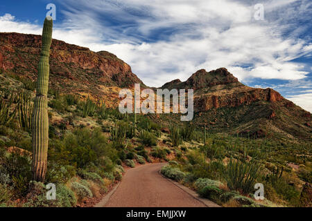 Ajo Mountain Drive passes by the many varieties of cactus in Arizona’s Organ Pipe  National Monument and the Sonoran Desert. Stock Photo