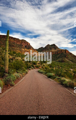 Ajo Mountain Drive passes by the many varieties of cactus in Arizona’s Organ Pipe  National Monument and the Sonoran Desert. Stock Photo