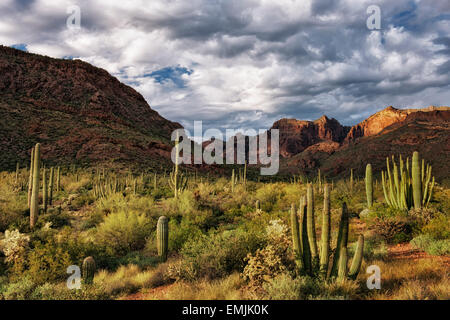 Last light on the Ajo Mountain Range in Arizona's Organ Pipe Cactus National Monument and the Sonoran Desert. Stock Photo
