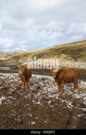 Highland Cows on the Beach on the Isle of Mull in Scotland in Summer ...