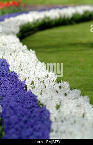 Blue and white Hyacinth (Hyacinthus orientalis) in a row in blossom in a park Stock Photo