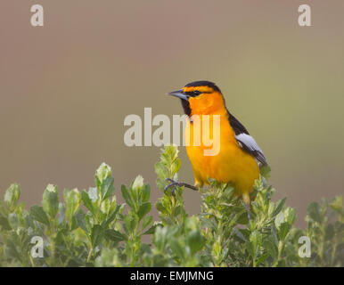 Male Bullock's Oriole, Icterus bullockii, on a ranch in South Texas ...