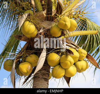 bright ripe coconuts on a palm tree on the island Stock Photo