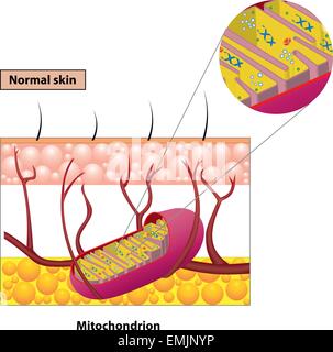 Structure mitochondrion organelle found in most eukaryotic cells vector diagram Stock Vector