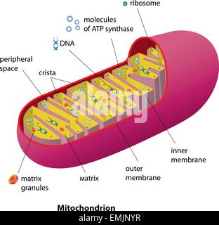Structure mitochondrion organelle found in most eukaryotic cells vector diagram Stock Vector