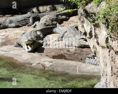 Animals in wild. Crocodile basking in the sun Stock Photo