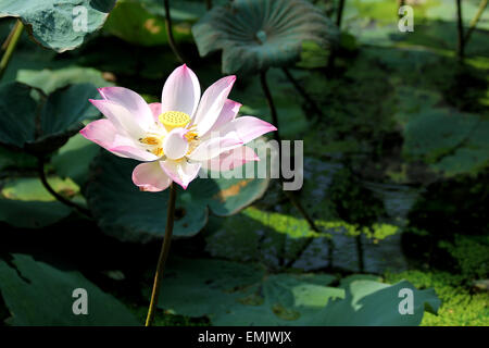 Single lotus flower Stock Photo